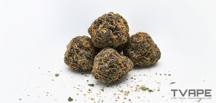 Variété de cannabis Cookies : gros plan