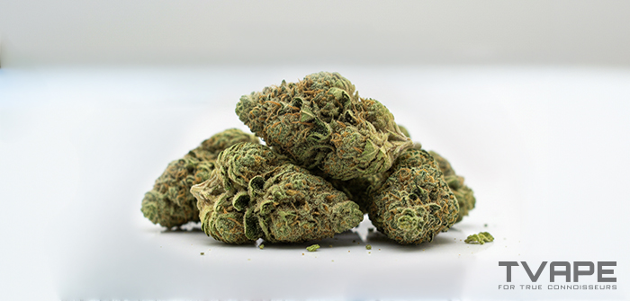 Variété de cannabis Diesel ou « Gas » : gros plan