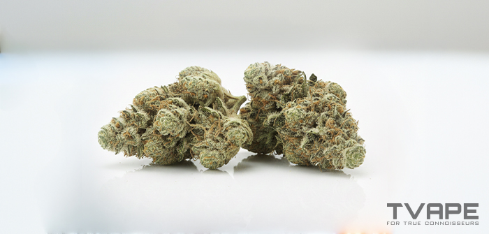 La variété de cannabis Haze : gros plan