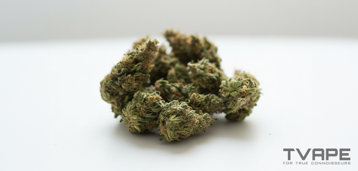 Variété de cannabis hybride : gros plan