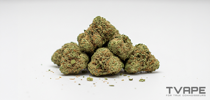 Variété de cannabis Indica : gros plan