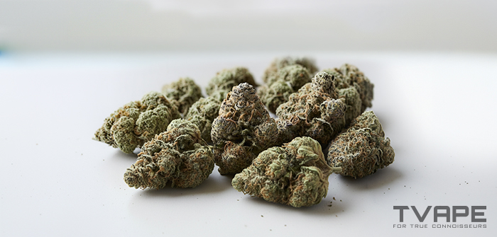 La variété de cannabis Kush : gros plan