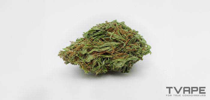 Variété de cannabis Sativa : gros plan