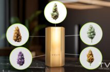 Guide pour Débutants sur les Variétés de Cannabis : Types, Familles et Comment Choisir la Bonne Variété