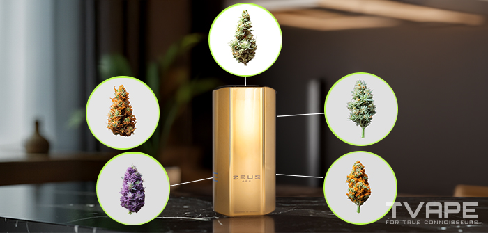 Guide pour Débutants sur les Variétés de Cannabis : Types, Familles et Comment Choisir la Bonne Variété